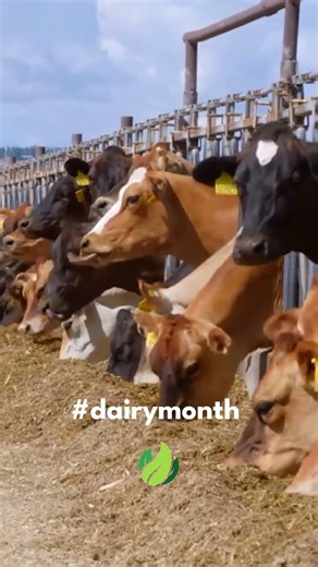 Washington's cows are spilling the tea 🐄🥛 I Washington Grown