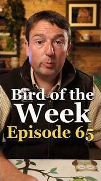 Episode 65 of Bird of the Week!
