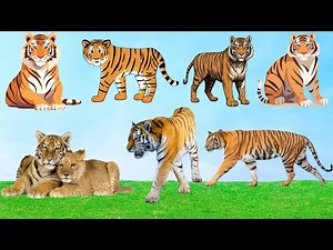 Tiger Sound Effect - Tiger Roar Noise - Animal Sound