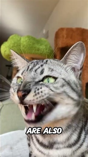 Why Cats Chirp at Birds — The Cute Sound With a Wild Instinct