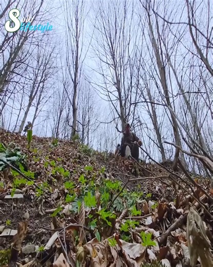 3 Days Alone in the Woods with My Dog Building a Cozy Forest Shelte | W3YA