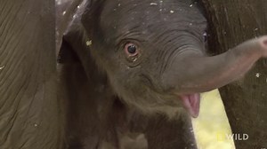 52K views · 1.4K reactions | The vet team examines the baby elephant and Dr. Priya discovers the gender of the baby elephant. | National Geographic Animals | Facebook