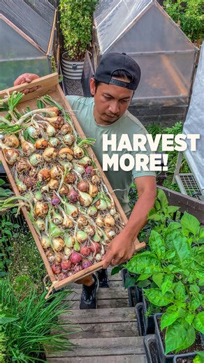 How to DOUBLE your harvest in one bed!🥕🧅 This spring setup was so simple: compost layer multi-dibber spacing strategic companion planting. Onions at 6” intervals, carrots in between. Harvest carrots first, let onions finish strong! Who else is maximizing their garden space like this? #companionplanting #gardenwin #homegrown #learn #fblifestyle | Plantedinthegarden