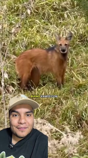 Descubre el extraño lobo de crin en Brasil