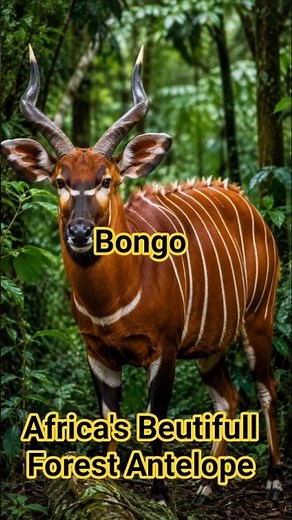 Bongo – Africa’s Beautiful Forest Antelope! 🦌🌿