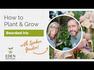 How to Plant and Grow Bearded Iris