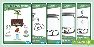 How to Grow a Beanstalk Display Posters