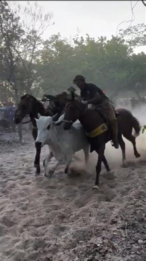 Olha o que aconteceu com o boi não aguentou a carreira do Vaqueiro