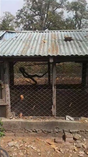 Day 4 at rajapani python snake 🐍 hanging on net wall #omg