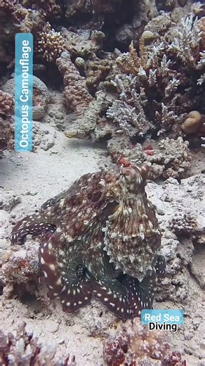 Beautiful huge Octopus encounter swimming while changing color 🐙🦑 #octopus #octopuslove #viralvideoシ #viralshorts #underwaterlife #uwphotography #redsea #underwaterworld | Red Sea Diving