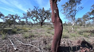 Cork Oak Quercus Suber Dolly Shot: vídeo stock (100% livre de direitos) 1106333567 | Shutterstock