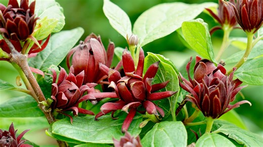 New for 2022, this sweetshrub has fragrance, color to last