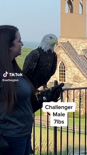 Female vs Male Eagle: Understanding Size Differences in Bird of Prey Species