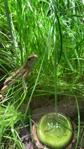 ワラジムシの住処から出て来るカナヘビ