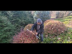 How to use a Japanese Hedge Shears by Coach Crosby.