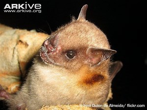 Little yellow shouldered bat - Alchetron, the free social encyclopedia