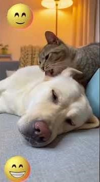 Try Not To Laugh Challenge: Cats vs. Dogs Edition (Impossible)😂#cat#trynottolaugh #funnyanimals#dog