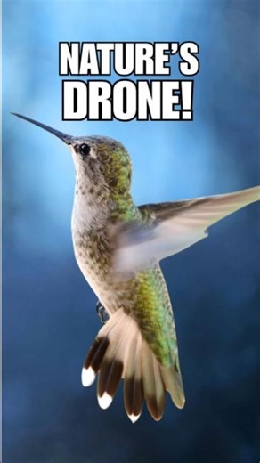 Hummingbird Hover Pure Buzz Sound 🐦🎧 #hummingbirds #nature #hummingbird