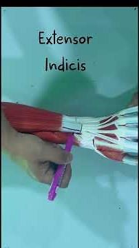 Anatomy: Muscles of the posterior forearm