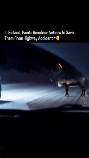 What is the purpose of using reflective paint on reindeer antlers?