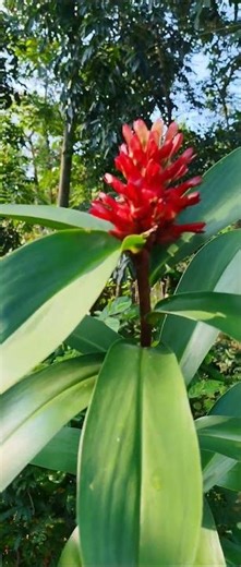 Red Button Ginger (Costus woodsonii) #Indian Head Ginger (Costus speciosus).