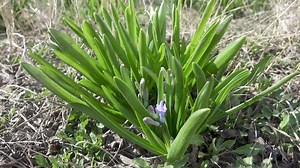 Early bloomers - Wild hyacinth bluebell (Scilla nonscripta) at the first warm day at the end of winter. The awakening of nature