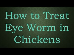 How to Treat Eye Worm in Chickens