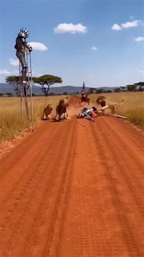 Lions Try to Attack a Man on Stilts… The Spiked Suit Saves Him 😱 #shorts #wildlife #animals #africa