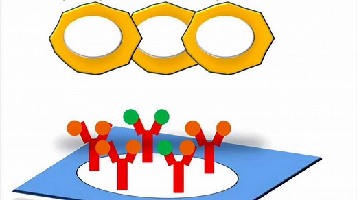 酶联免疫斑点实验 (ELISpot)操作原理