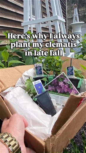 ⬇️Fall might look like the end of the gardening season — but for clematis, it’s exactly when the magic begins. 🍂 🌸Planting in late fall lets the roots settle while the soil is still warm. 🌸Over winter, they quietly anchor themselves — ready to leap into growth once spring arrives. 🌸These blooms are proof: the plants you tuck in now will reward you next year. 🌸 ✔️💬 Follow @BrendonCarroll for more down to earth garden tips and inspiration that you can actually use. ✔️✔️🌿 Tap follow if you l