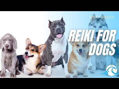Reiki For Dogs - Powerful Energy Healing