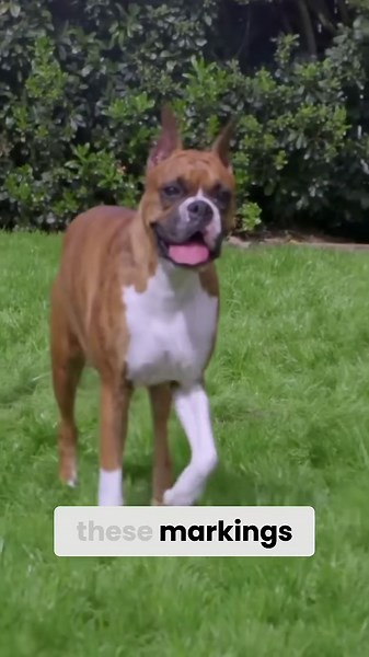 Unveiling the boxer colors, traits, and lifespan