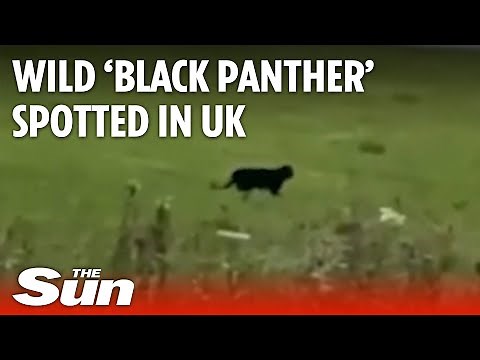 Wild 'Black Panther' spotted in Scotland