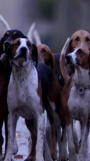 L'Instinct Du Loup Se Réveille | BOREALES #wildlife #animaux #movie