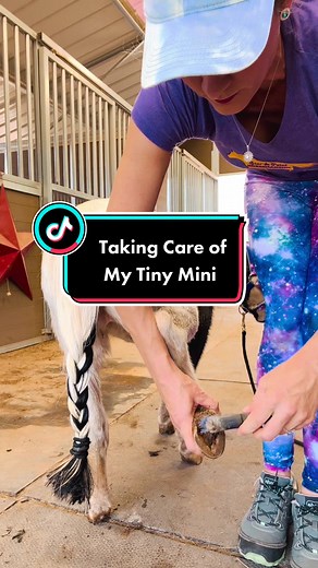 Mini Horse Care: A Guide for Equestrians