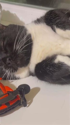 Purring Cat sound for Relaxation. Cute Cat purring for your relaxation. Cat purr #purr #catvideos