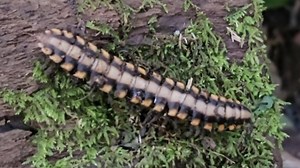 蛇刺带马陆 Nyssodesmus python （yt@ThePkb22