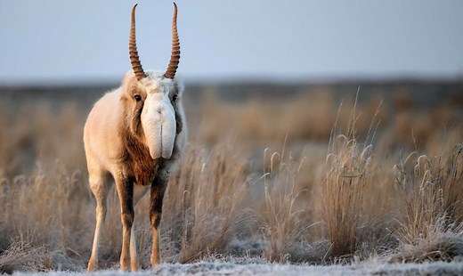 Los 15 animales más curiosos del mundo | ¿Ya los conocias?