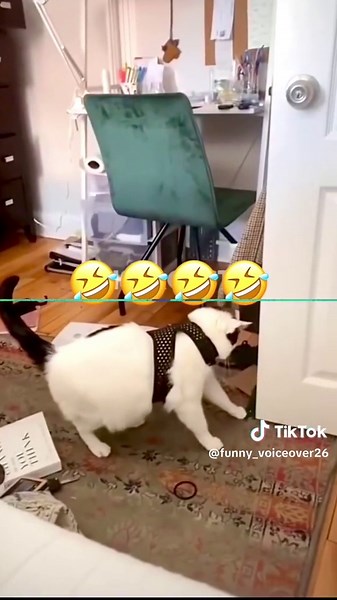 “Funny Talking Pets Compilation” #funnyvideos #animalsoftiktok #voiceover #dogsoftiktok #catsoftiktok #petsoftiktok
