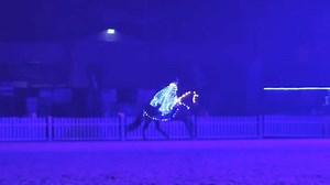 Apollo VWNZ in his night show performance at Equifest. This sensational 7yr stallion jumped his first 2star Horse trials the weekend before for 3rd, won the Horse 1.25m on Saturday and then did this in his night show. I can count on both hands how many times I have asked him to do these fancy moves. | Vicki Wilson