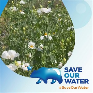 12 reactions | The Coulter's Matilija poppy is endemic to Southern...