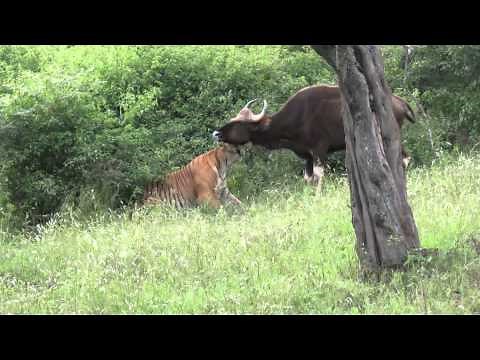 Rarest video of a tiger killing a gaur...