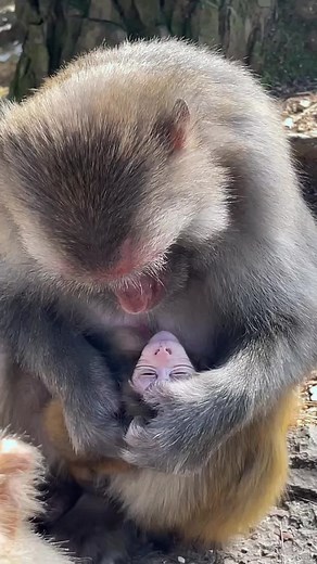 #🥰🥰🥰 #🐒🐒🐒🐒 #monkeys #monkeylover #poormonkey #monkey #babymonkey #monkeybaby #cute #animals #foryou #monkeytiktok