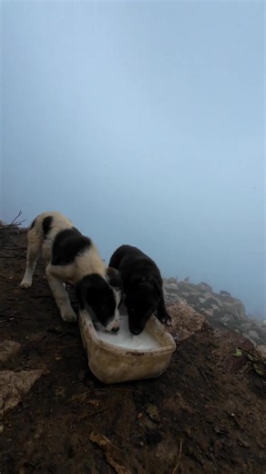 4.2M views · 99K reactions | Shepherds milking their goats to feed the baby dogs ❤️ | The Mountain's Boy | Facebook
