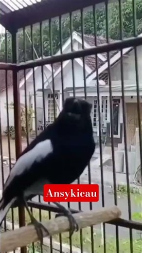 pancingan kacer macet bunyi !!!! #shorts #ansykicau