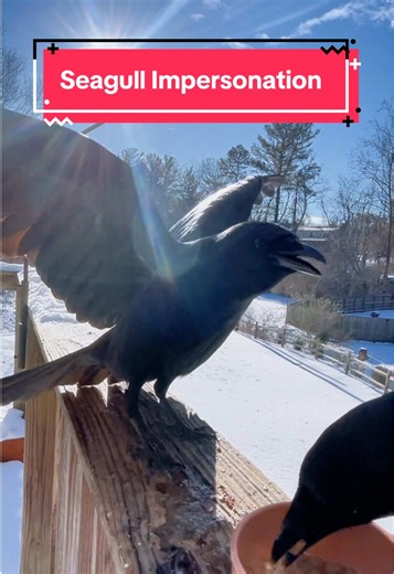 Short: Crow does his best seagull impersonation. Full video on YouTube at YardVentures. #crow #seagull #impersonation #fyp #birds