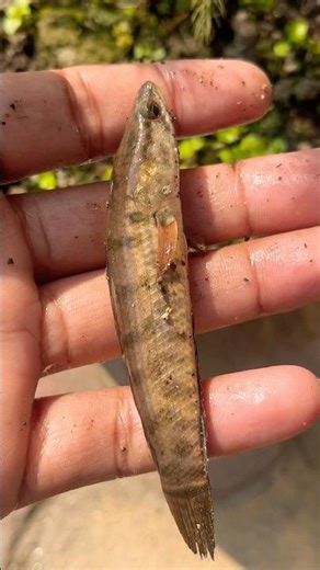 Adorable Pet Fish Moments 🐟✨ #trending 🙏