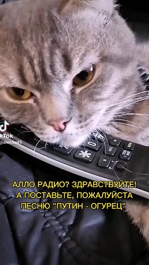 Funny Cat Interacts with Remote Control
