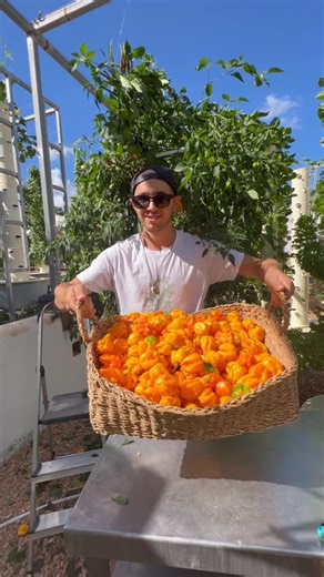 292K views · 5K reactions | Vertical farming with aeroponic towers...