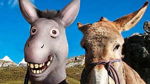 Watch Cute Donkey Mask Halloween Costume Party on Amazon Live